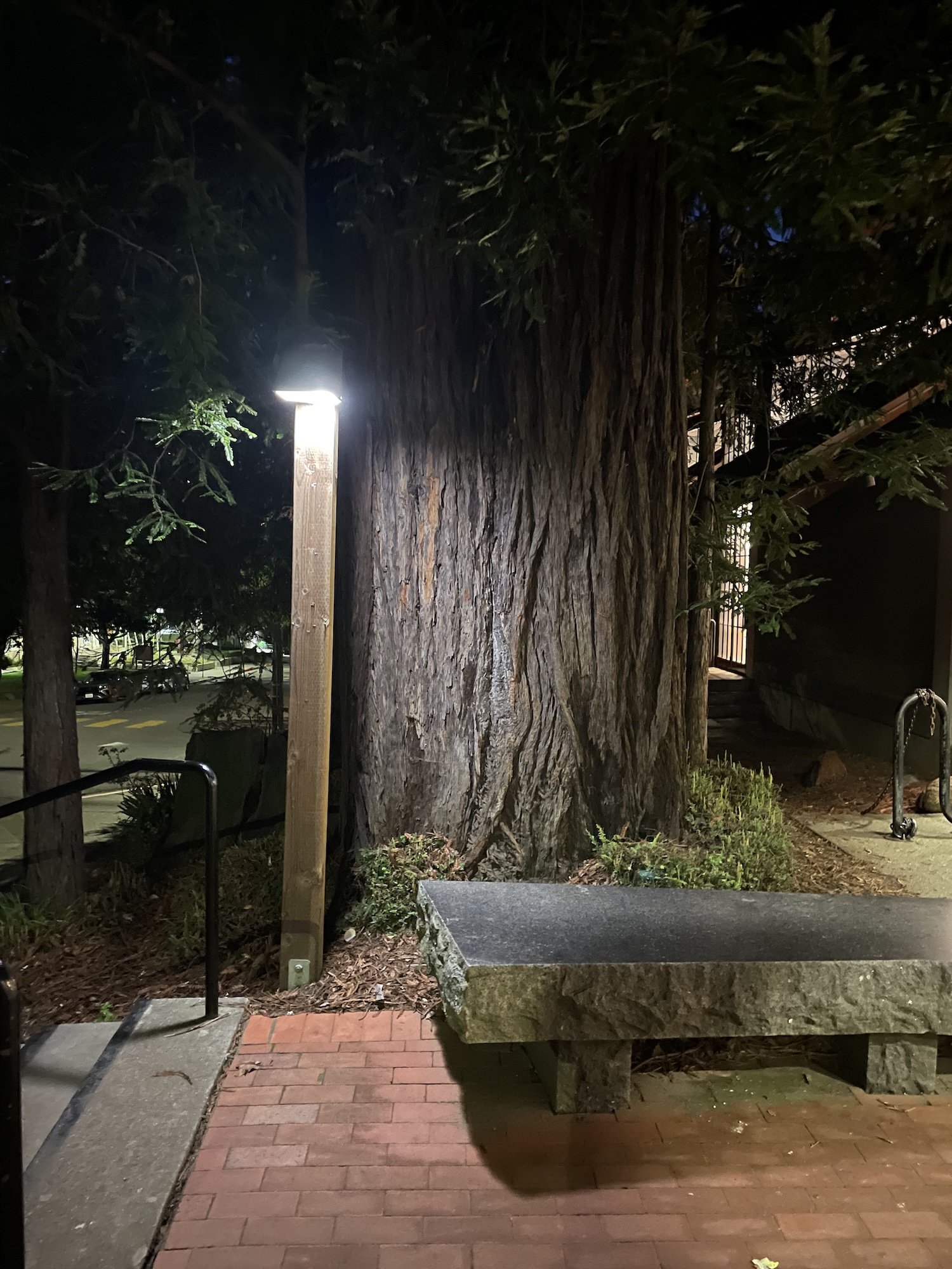 The bench outside the Mill Valley library
